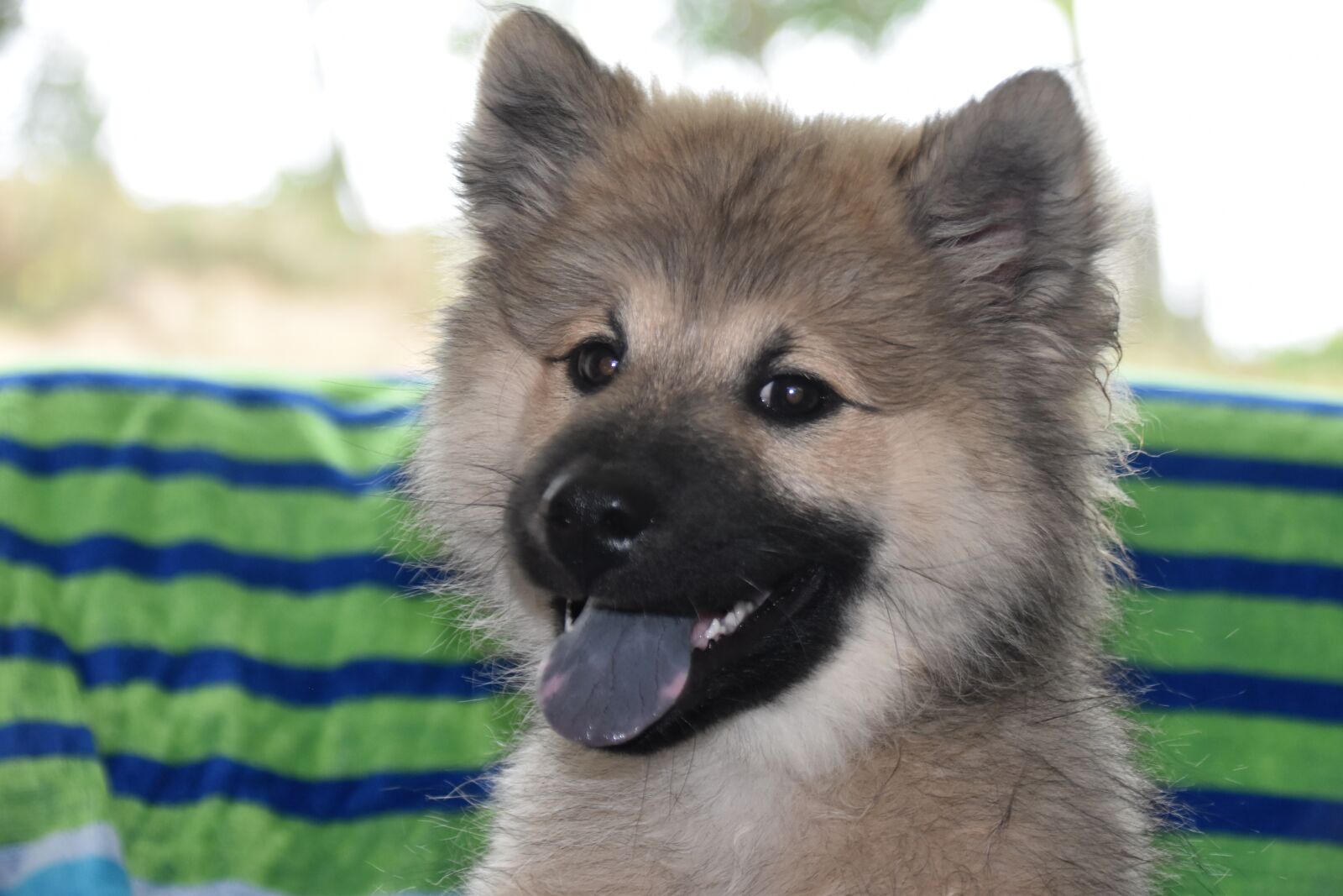 Nikon D5600 sample photo. Dog, pup, puppy photography