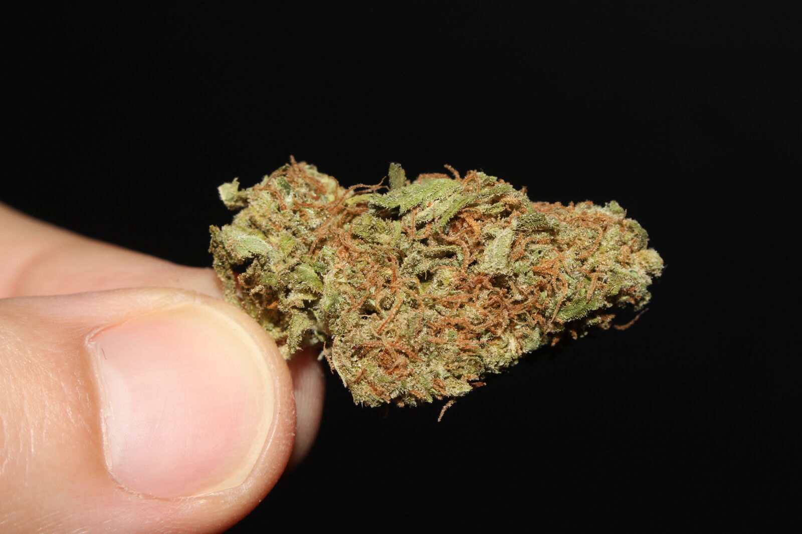 Canon EOS 700D (EOS Rebel T5i / EOS Kiss X7i) sample photo. 420, 710, cannabis, ganja photography