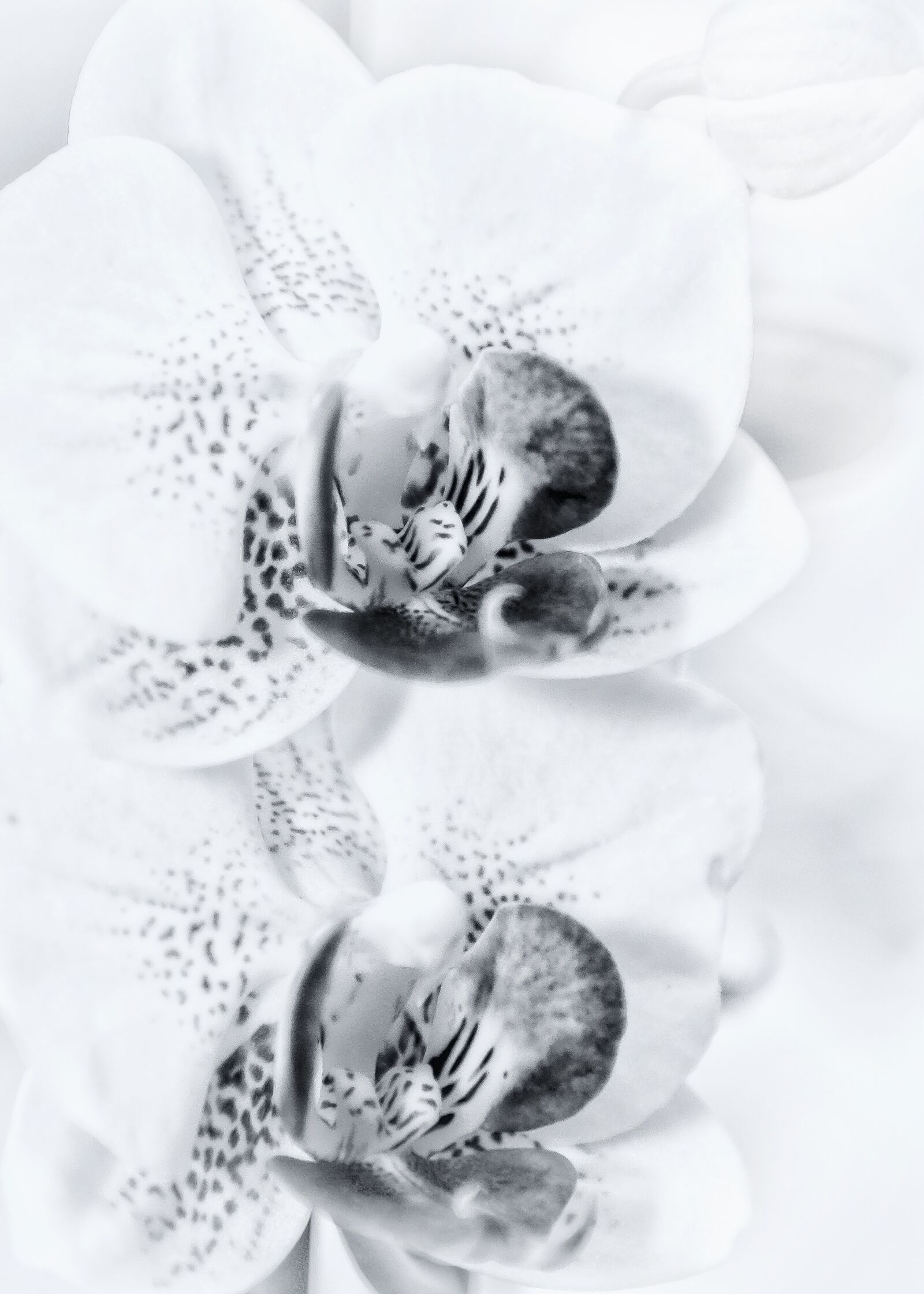 Canon EOS 50D + Canon EF 24-105mm F4L IS USM sample photo. Phalaenopsis, hands help, orchid photography