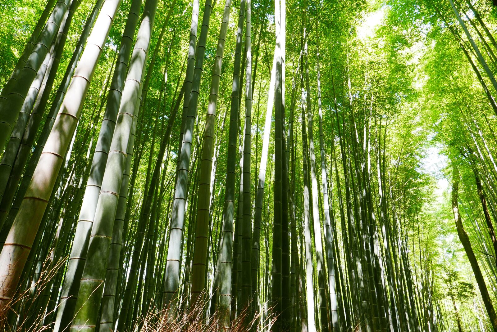 Leica D-Lux (Typ 109) sample photo. Bamboo, japan, kyoto photography