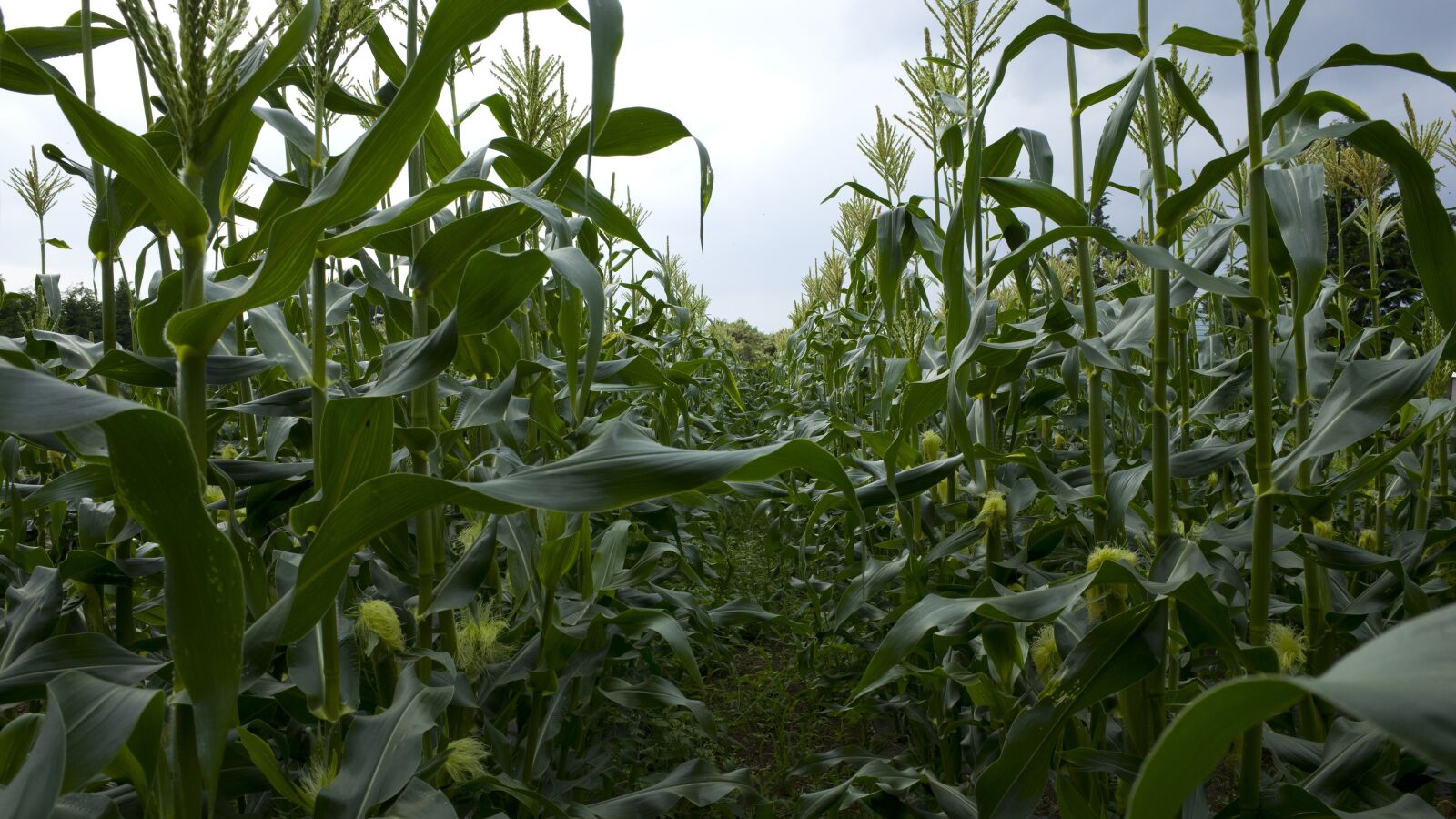 Ricoh GR II + GR Lens sample photo. Field, corn, food photography
