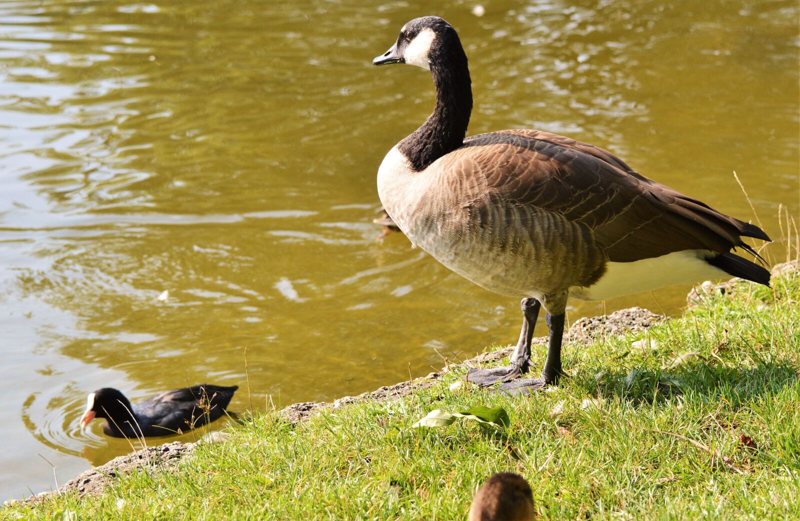 Nikon D3200 sample photo. Wild goose, goose, water photography