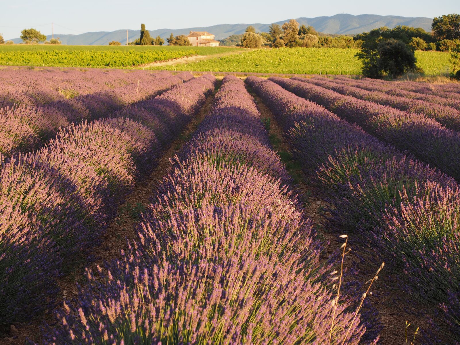 Olympus OM-D E-M1 + Olympus M.Zuiko Digital ED 12-40mm F2.8 Pro sample photo. Lavender field, lavender, evening photography