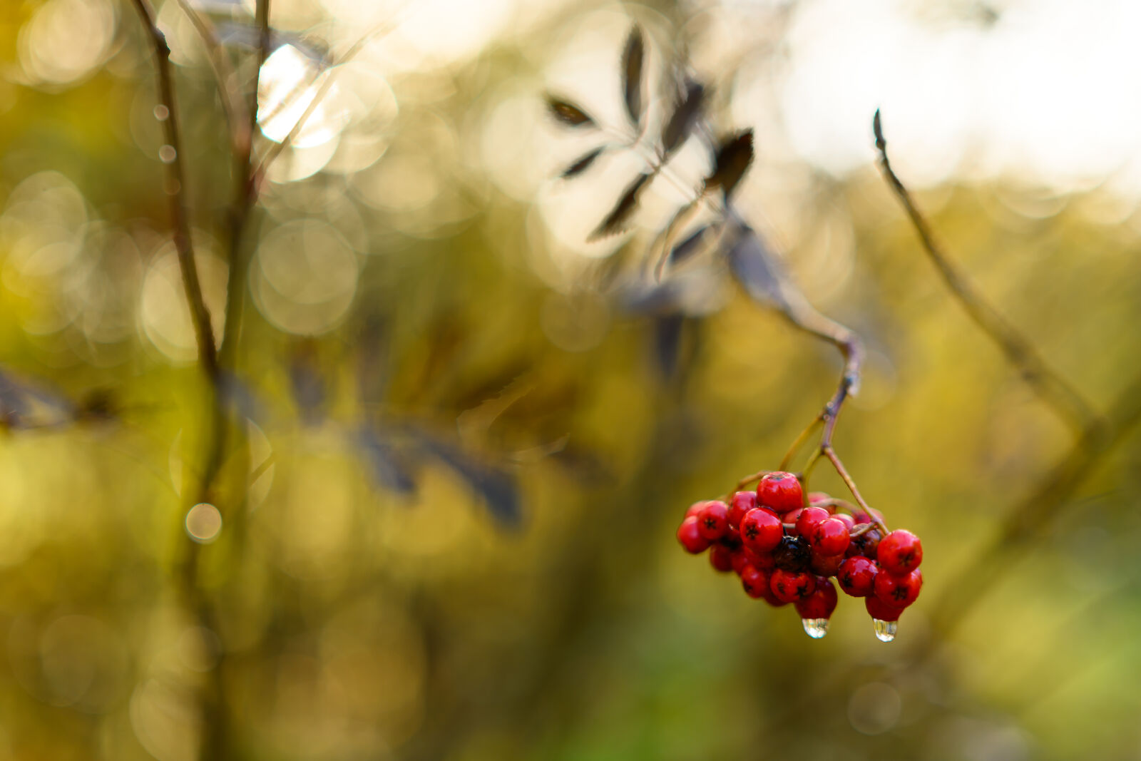 Nikon Z8 sample photo. Moist berries photography