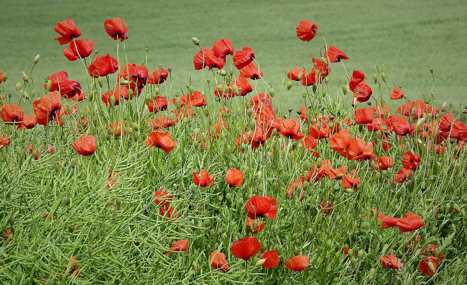 Nikon Coolpix P900 sample photo. Poppies, field, flowers photography