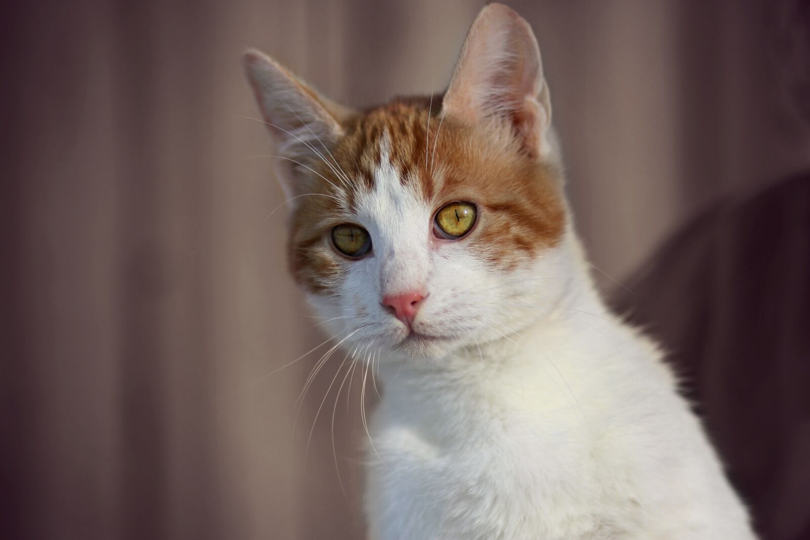 Canon EF 85mm F1.8 USM sample photo. Cat, white, orange photography