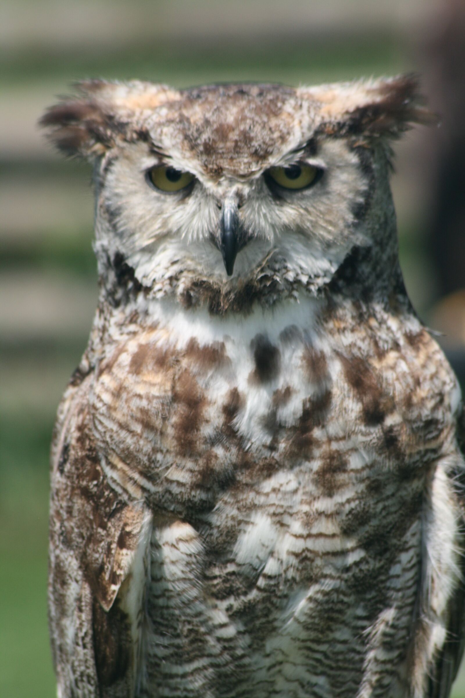 Canon EOS 400D (EOS Digital Rebel XTi / EOS Kiss Digital X) sample photo. Owl, feather, falconer photography