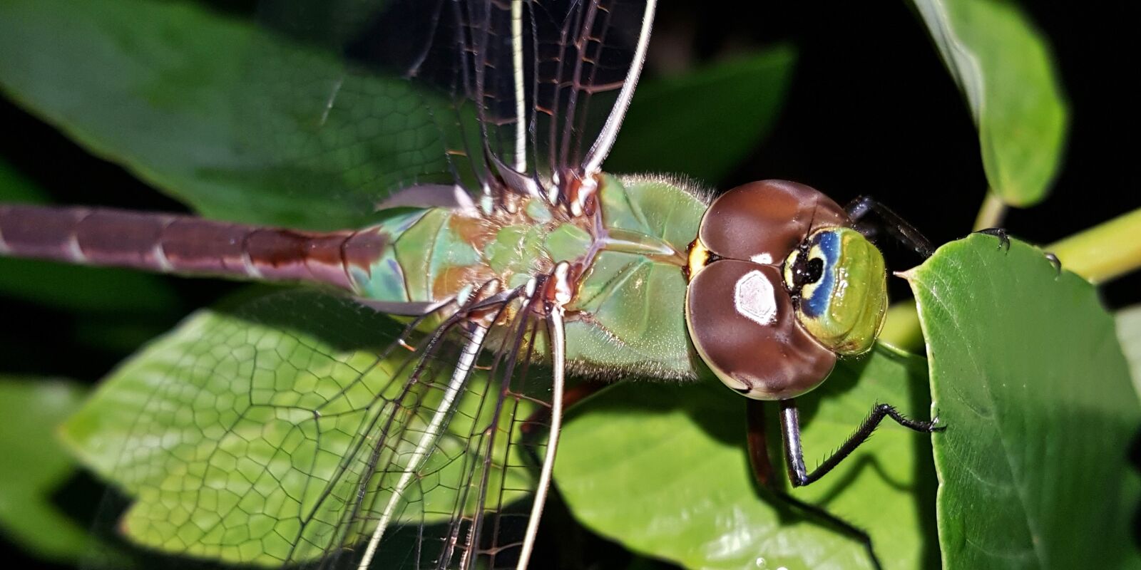 Samsung Galaxy Note5 sample photo. Dragonfly, insect, winged insect photography
