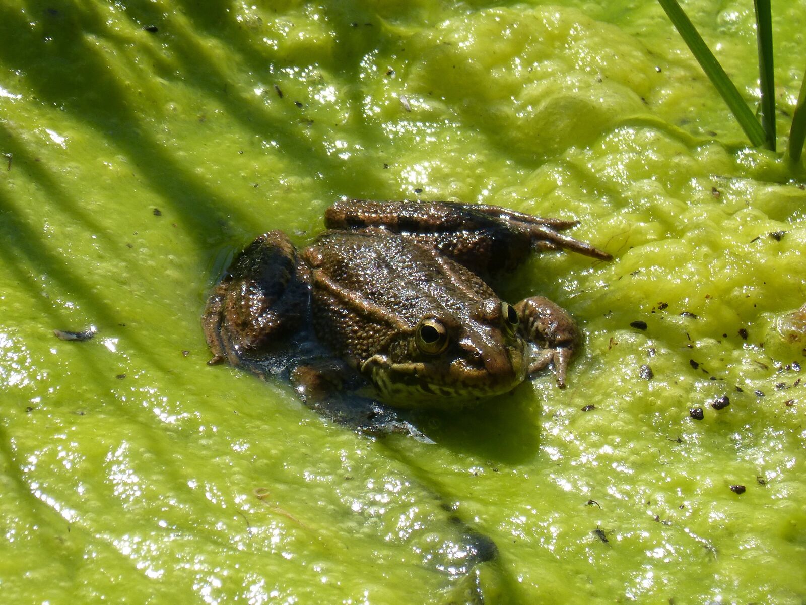 Panasonic DMC-FZ62 sample photo. Frog, algae, pond photography