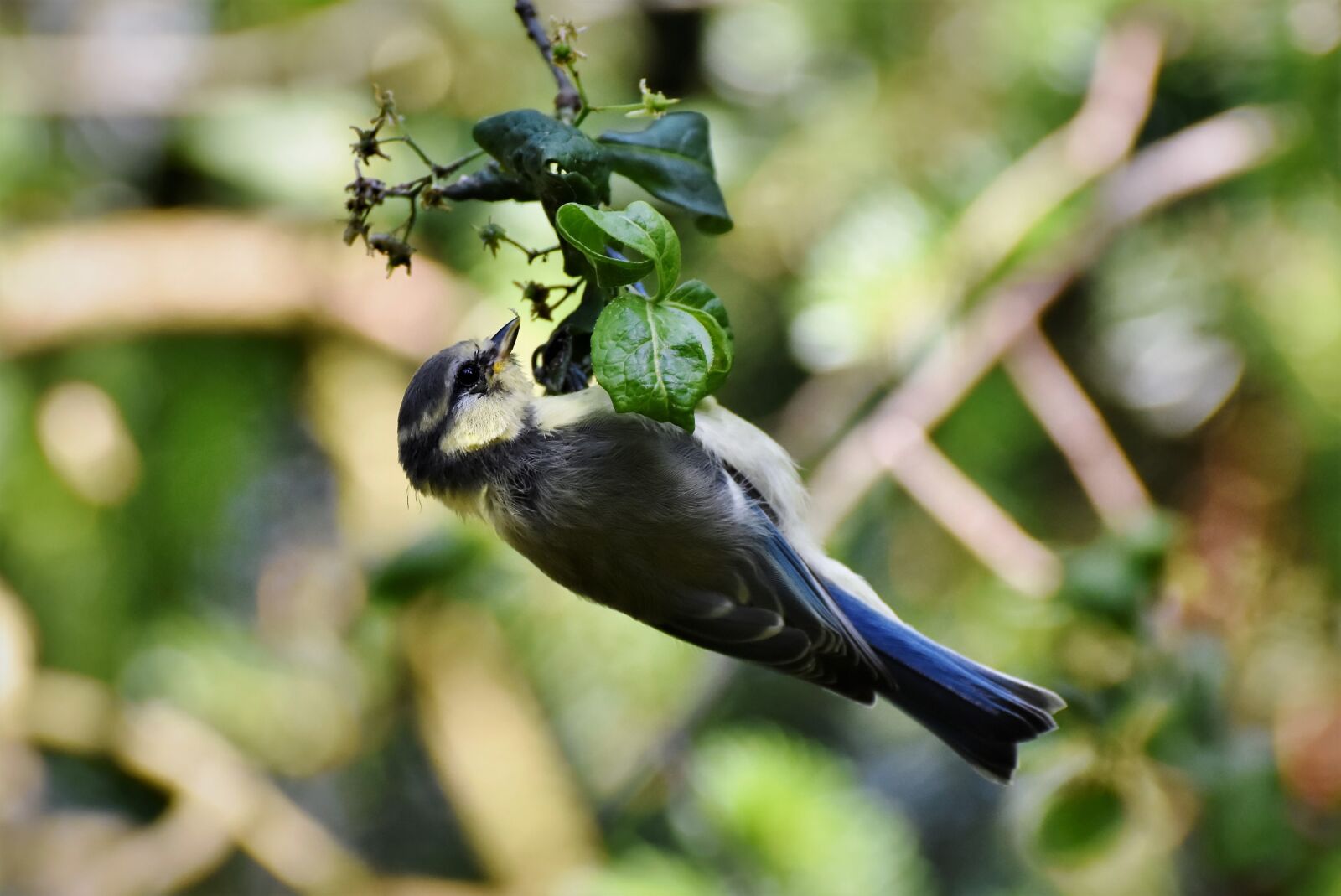 Nikon D7200 sample photo. Tit, songbird, small bird photography