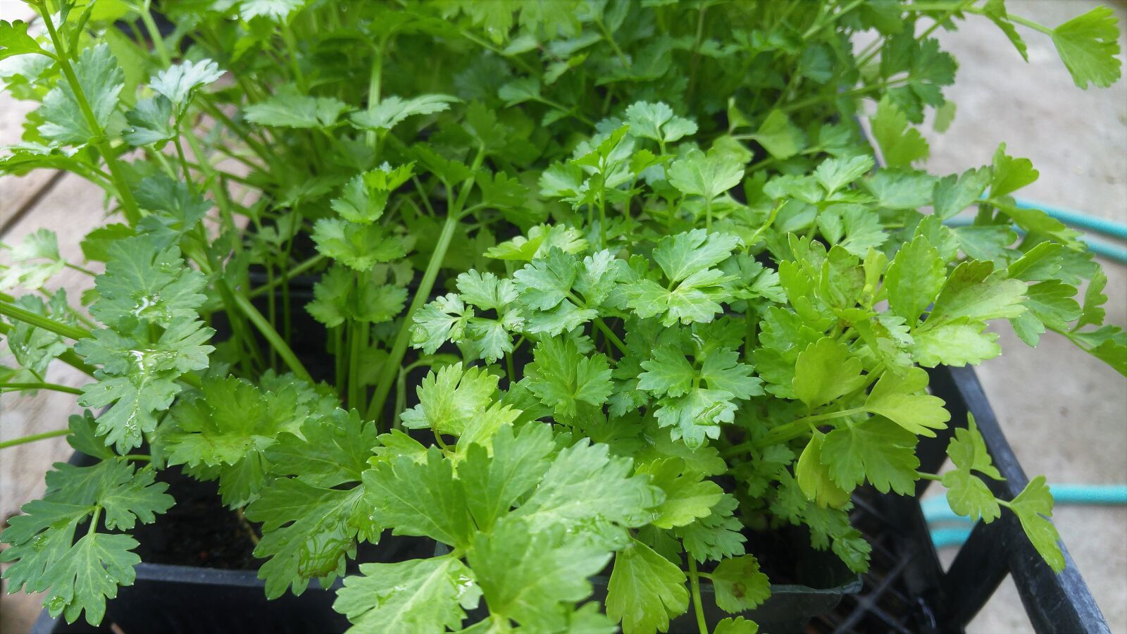 LG G4 sample photo. Cilantro, green, leafy photography