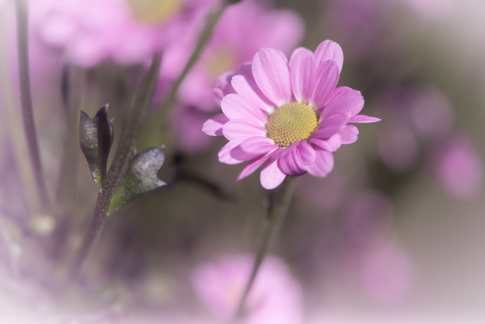 Nikon D750 sample photo. Flower, pink, pink flower photography