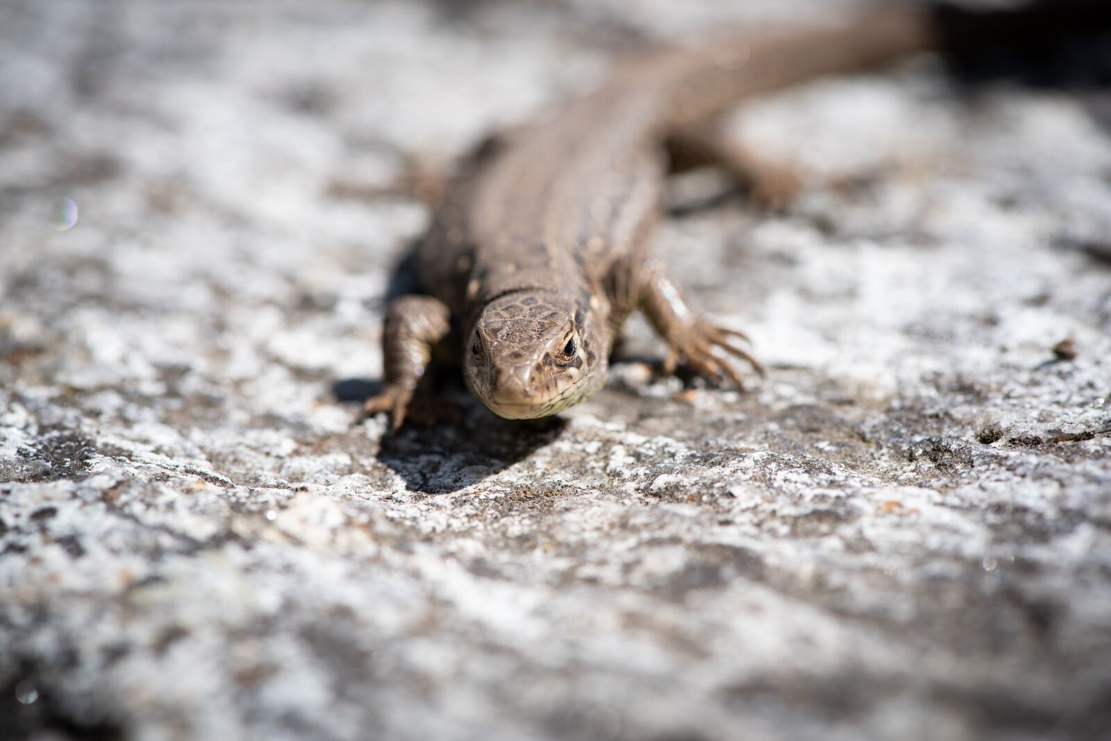 Nikon D750 sample photo. Lizard, animal, stone photography