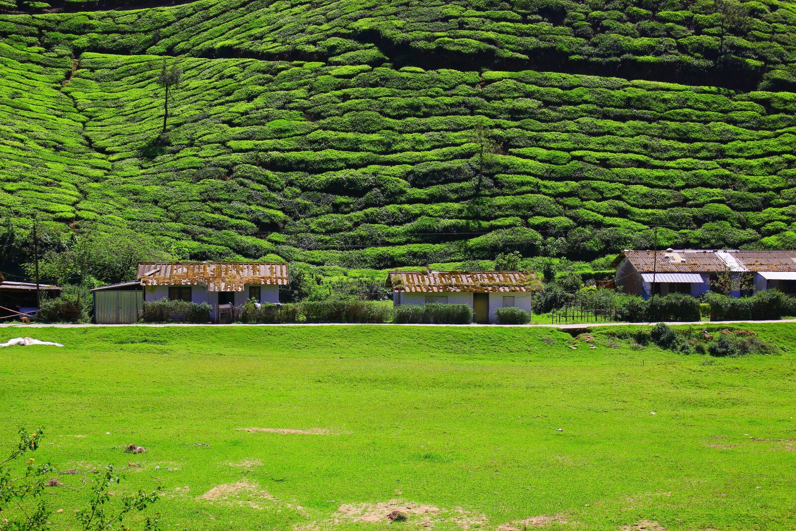 Canon EOS 700D (EOS Rebel T5i / EOS Kiss X7i) sample photo. Tea, plantation, nature photography