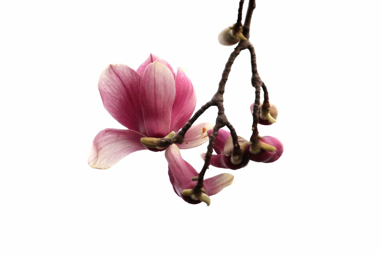 Canon EOS 60D sample photo. Magnolia, flowers, pink photography