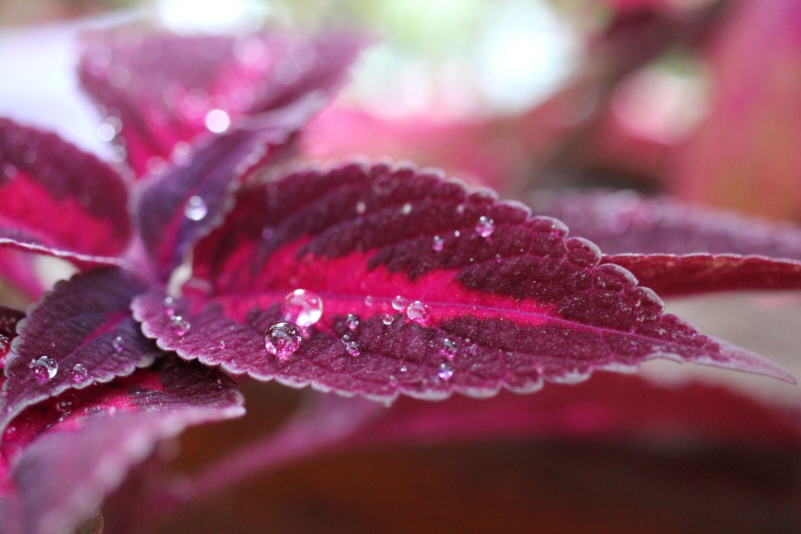 Canon EOS 550D (EOS Rebel T2i / EOS Kiss X4) sample photo. Plant, colorful nettle, dewdrop photography