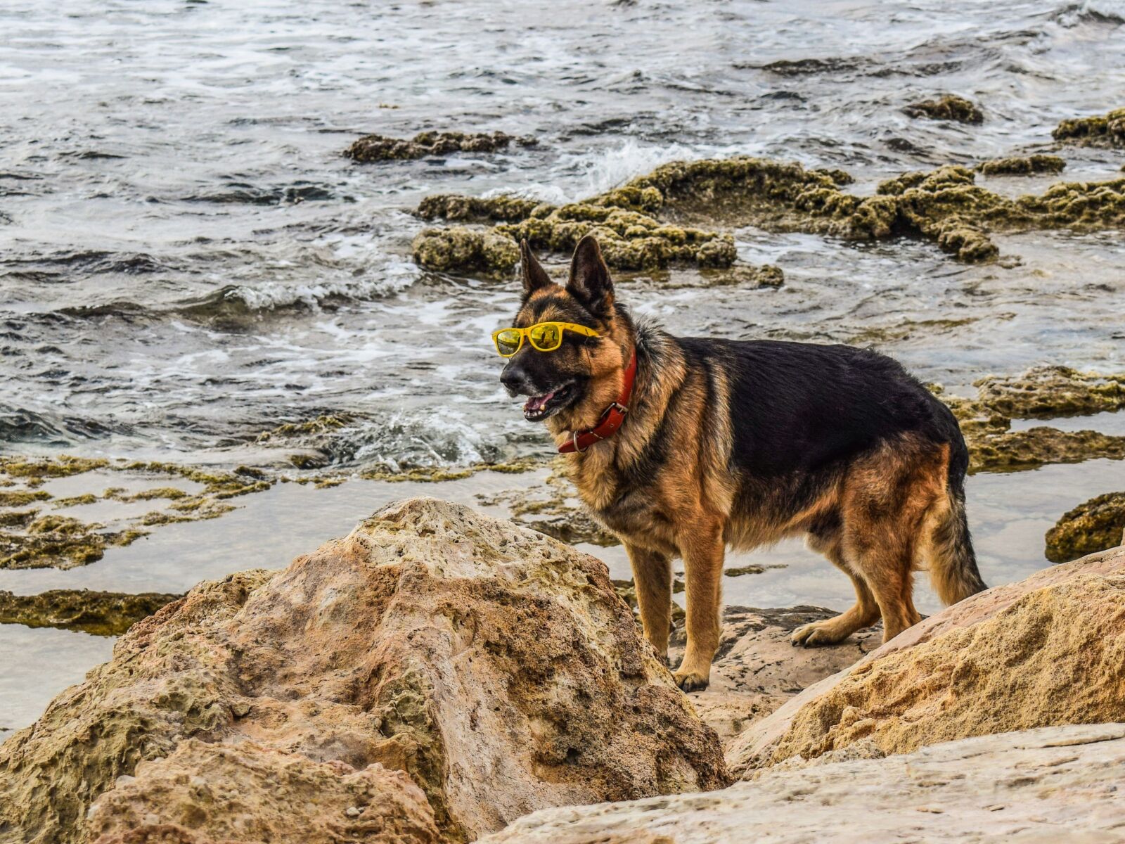 Nikon D3300 sample photo. Dog, glasses, yellow photography
