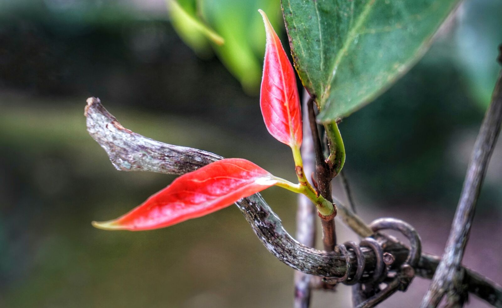 Sony a6300 sample photo. Colour, bright, red photography