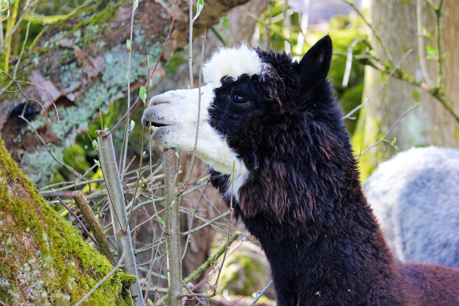 Canon EOS 600D (Rebel EOS T3i / EOS Kiss X5) sample photo. Alpaca, black, animal photography