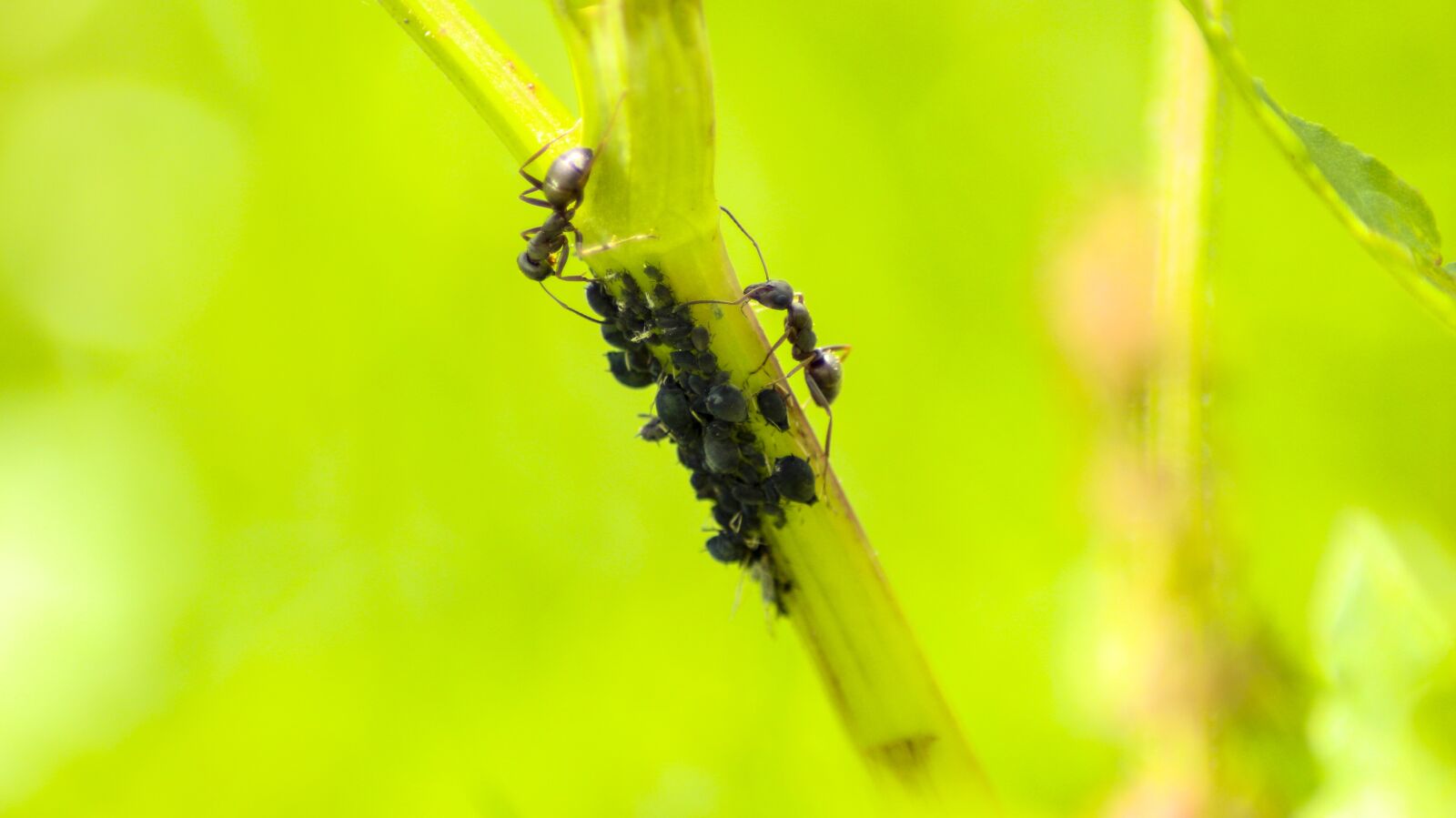 Canon EOS 700D (EOS Rebel T5i / EOS Kiss X7i) sample photo. Ant, ants, insect photography