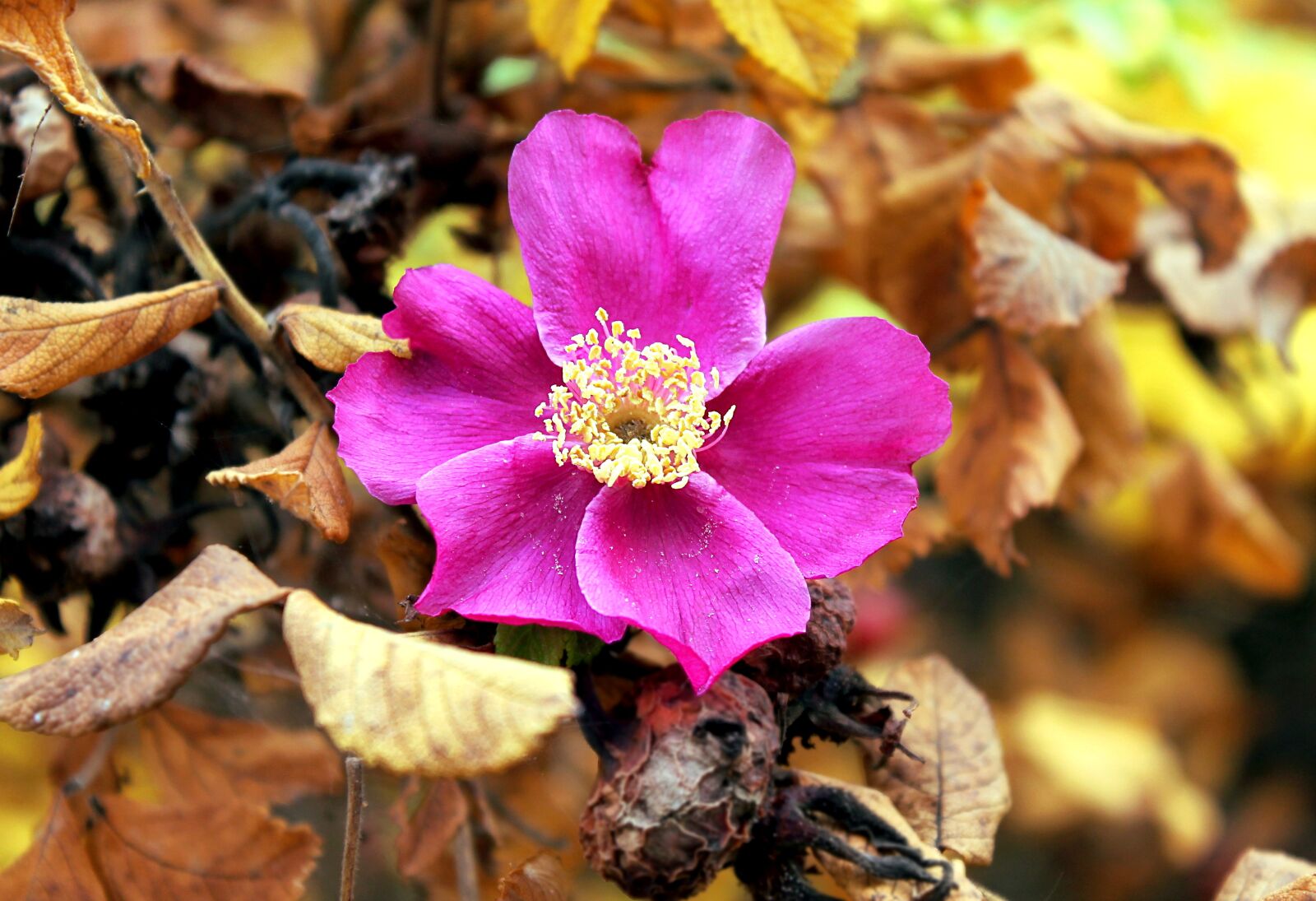 Canon EOS 1100D (EOS Rebel T3 / EOS Kiss X50) sample photo. Rose hip, autumn, nature photography