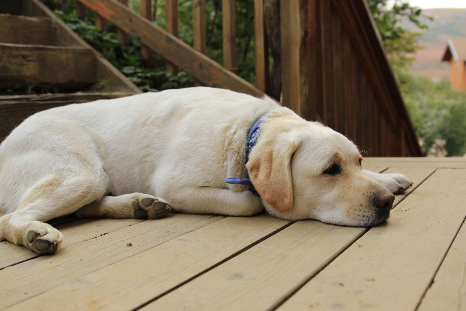 Canon EOS 7D Mark II sample photo. Dog, rest, pet photography