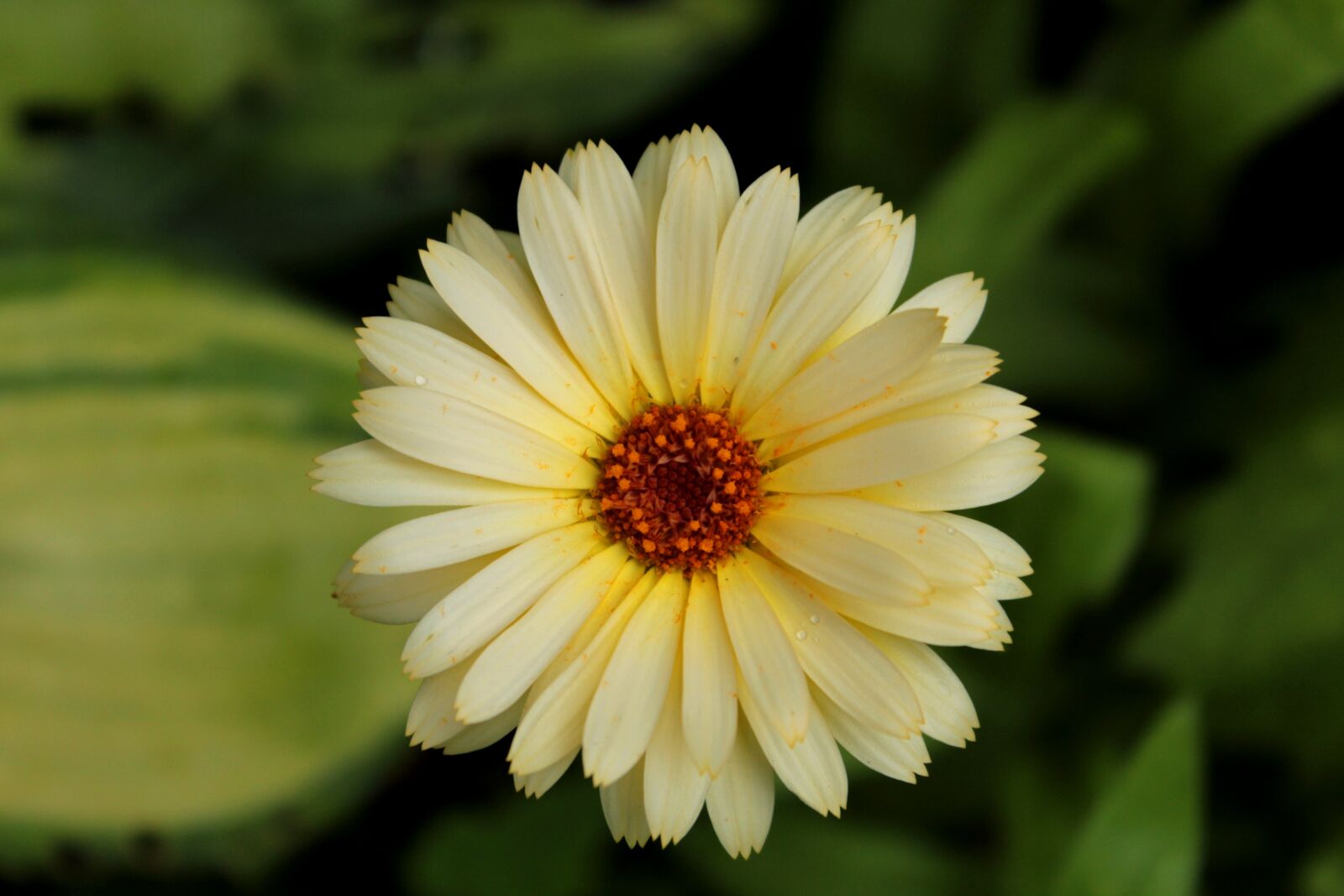Canon EOS 600D (Rebel EOS T3i / EOS Kiss X5) sample photo. Marigold, yellow, flower photography