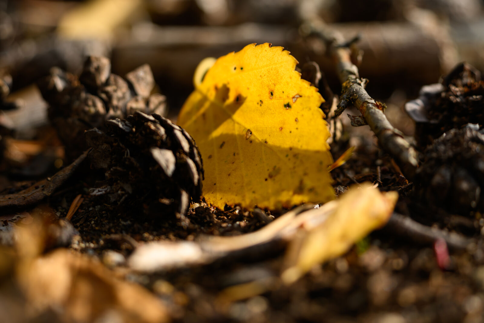 Nikon Z8 sample photo. Autumn leaves photography