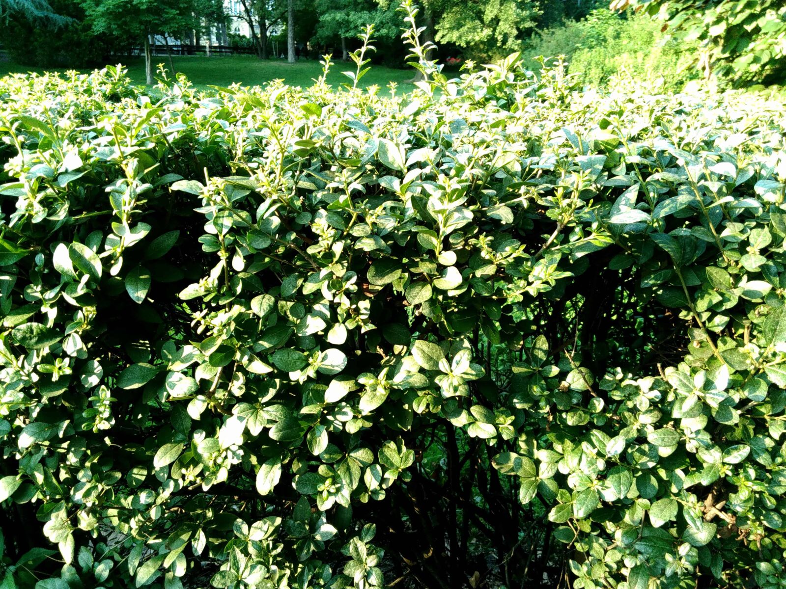 Lenovo S60-A sample photo. Shrub, tree, garden, flora photography