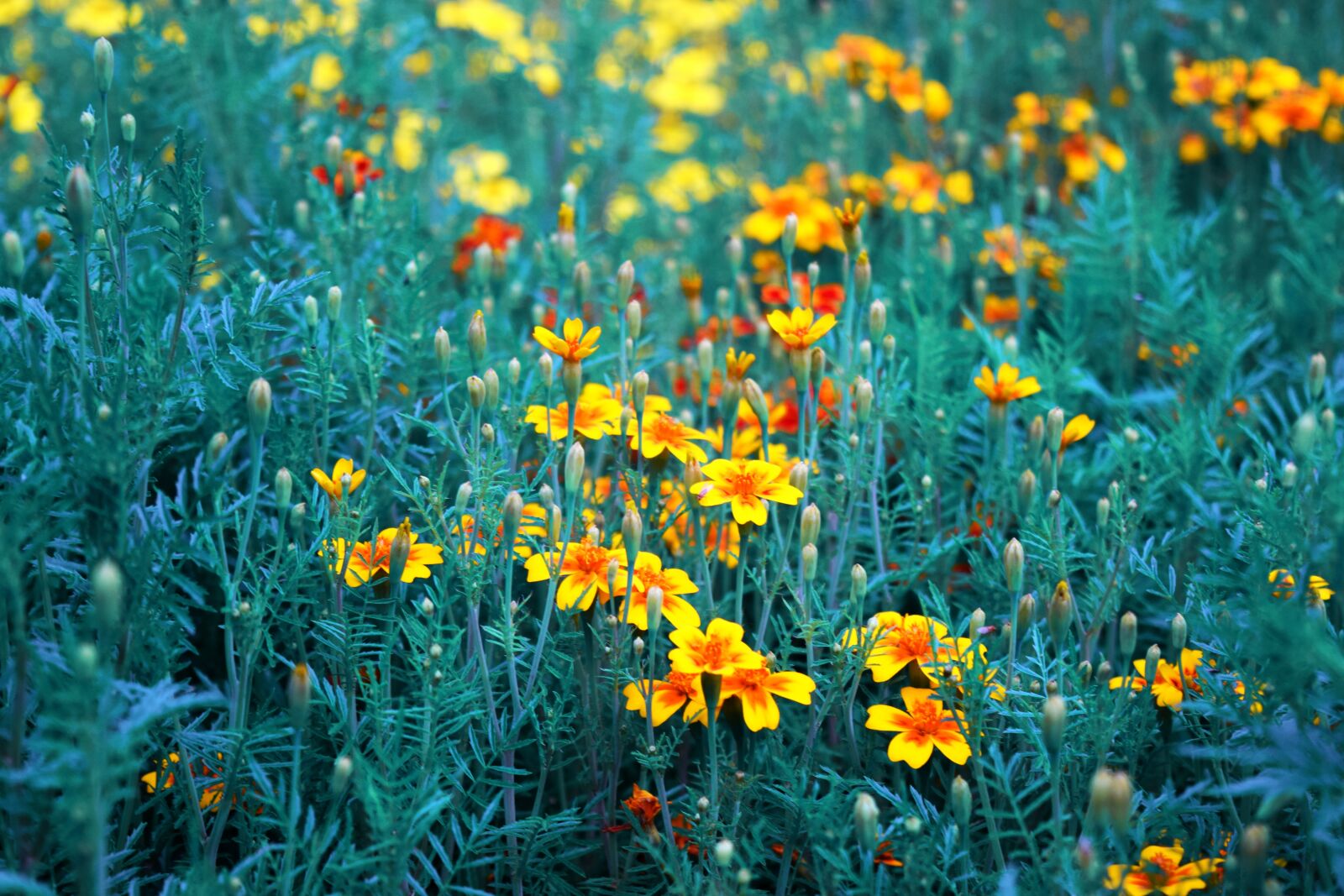 Nikon D3300 sample photo. Orange, yellow, flowers photography