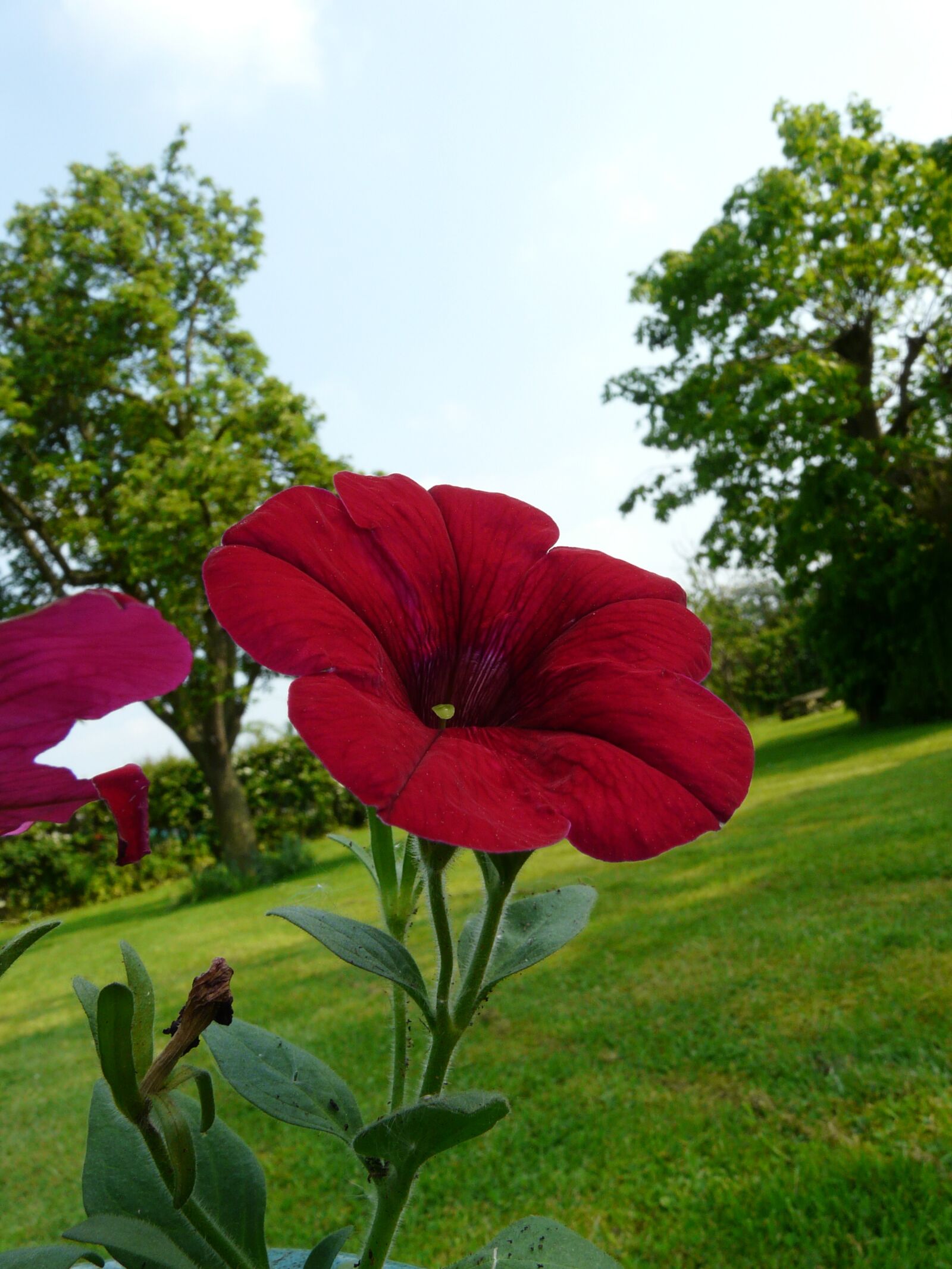 Panasonic DMC-FZ18 sample photo. Flower, red, flora photography