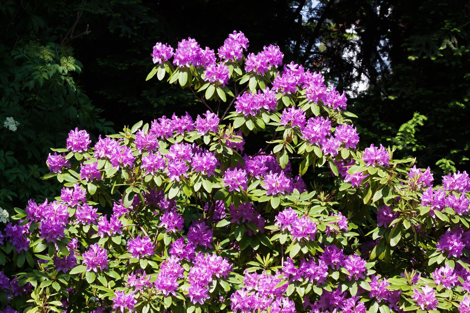 Canon EOS 50D sample photo. Rhododendron, traub notes, doldentraub photography
