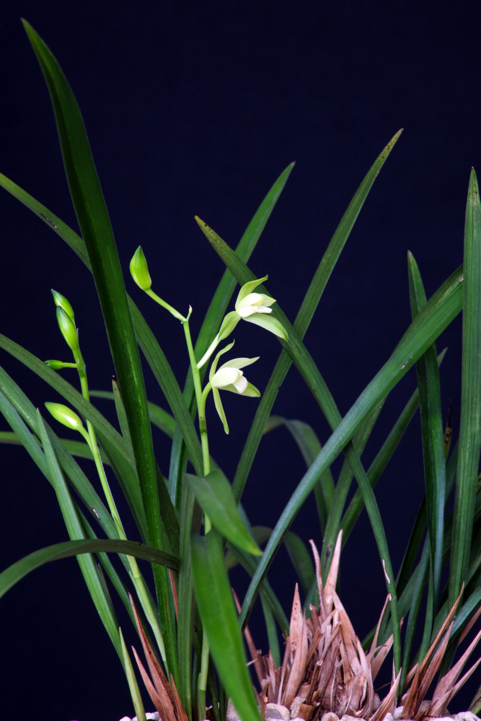 Canon EOS 5D sample photo. Orchid, plants, oriental photography