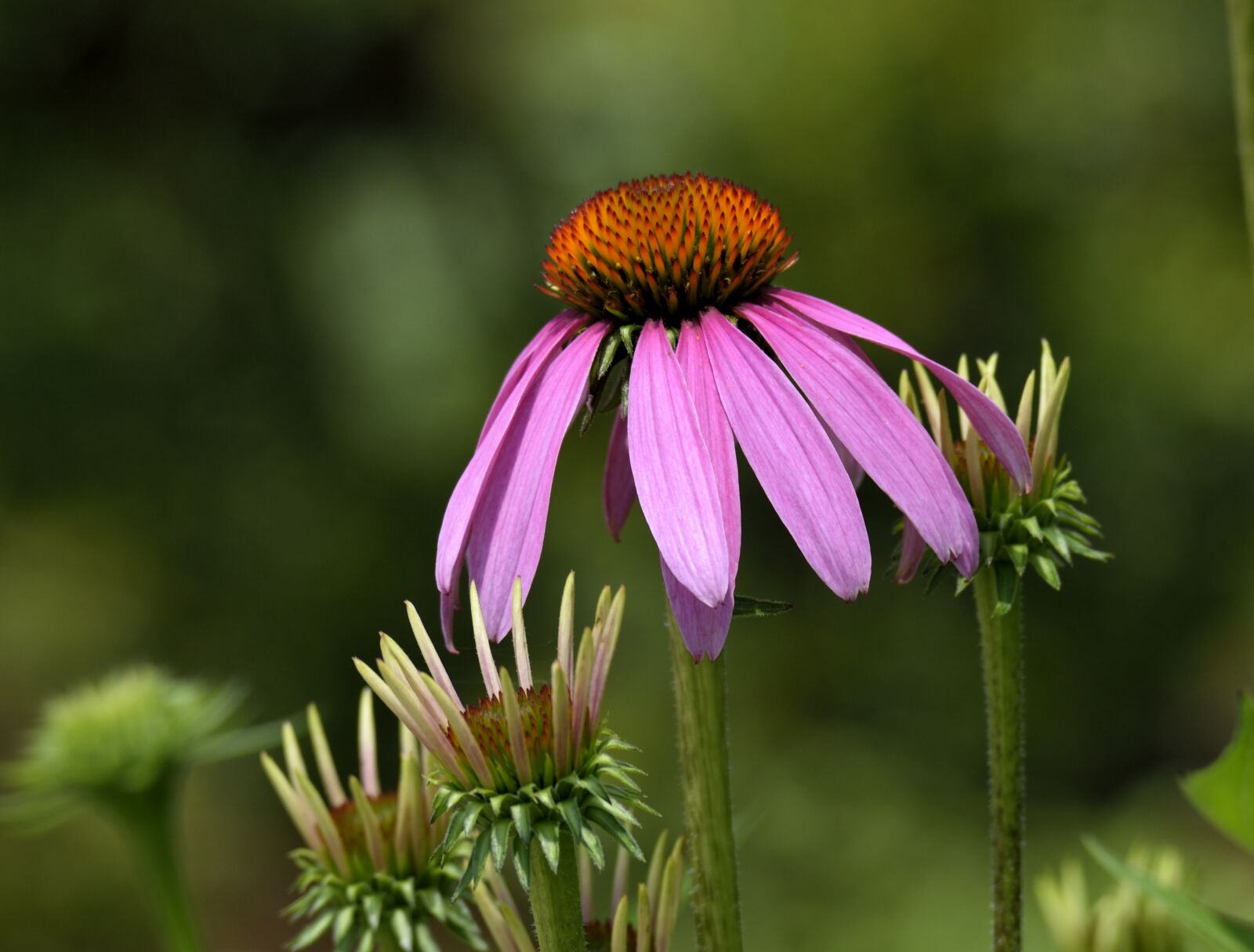 Nikon D3300 sample photo. Cone flower, beauty, blossom photography