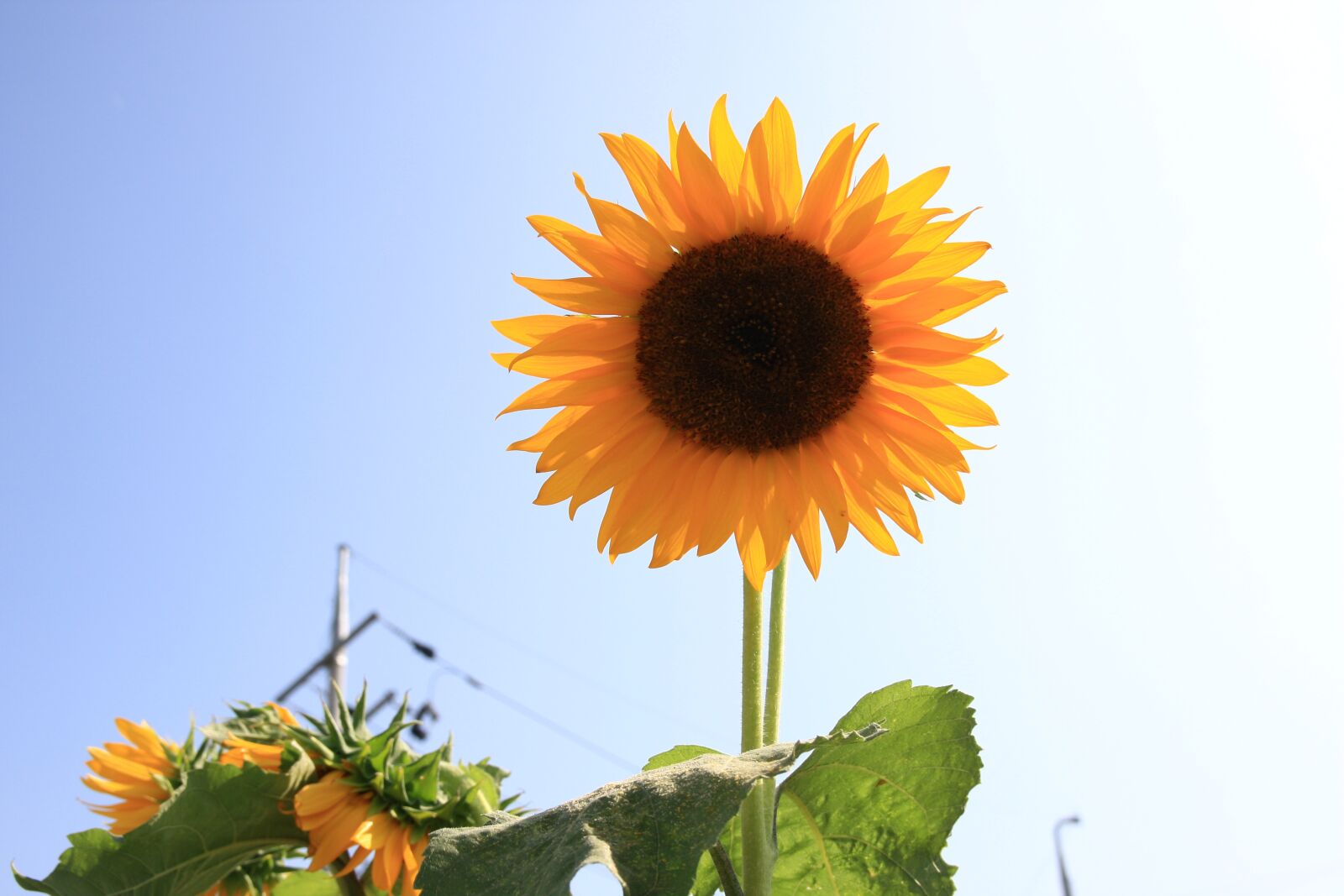 Canon EOS 40D sample photo. Sunflower photography