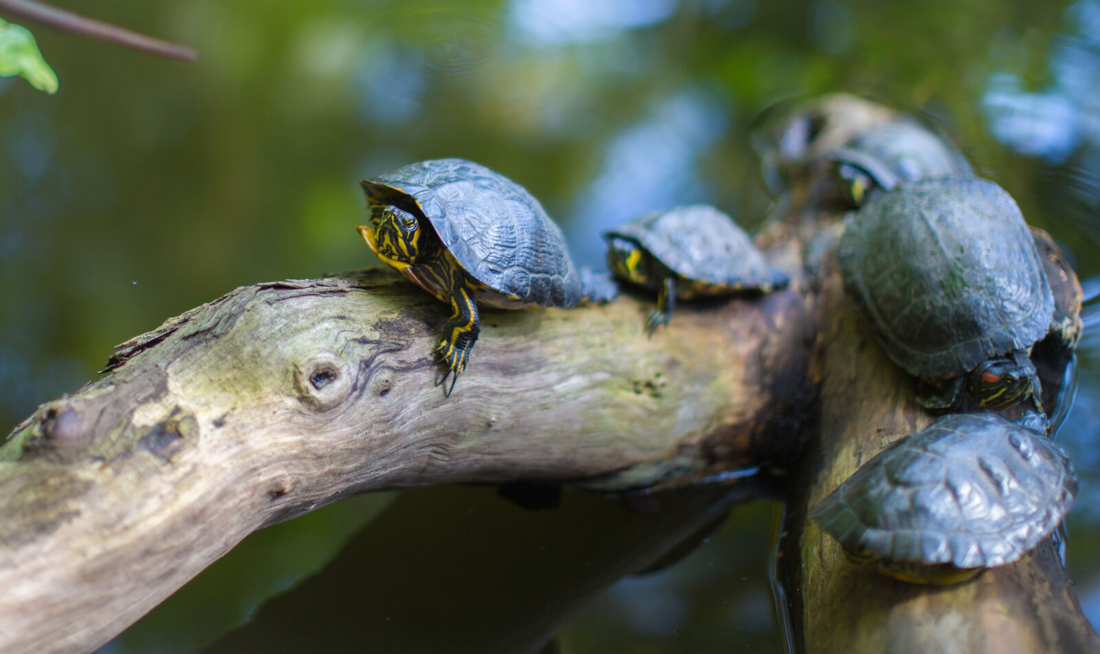 Canon EF 50mm F1.2L USM sample photo. Nature, water, animals, turtle photography