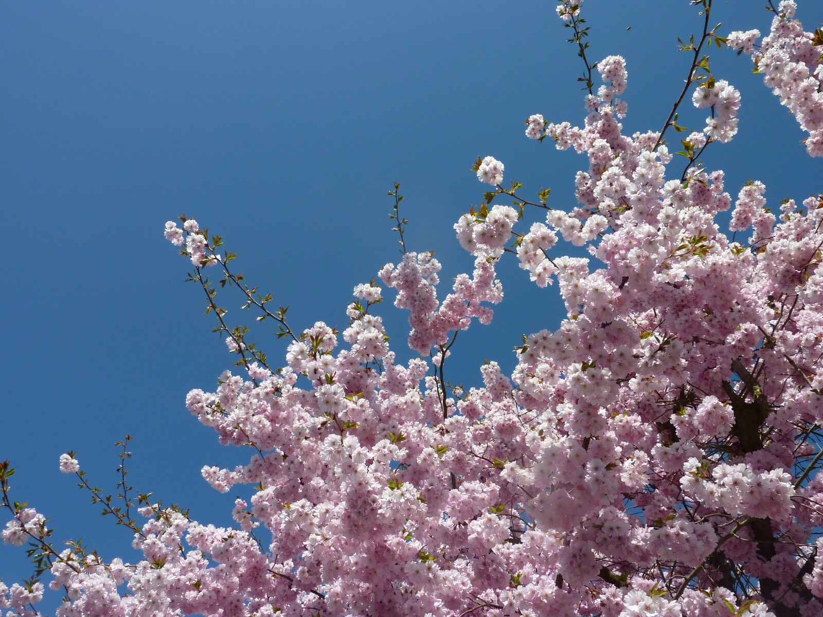 Panasonic DMC-TZ7 sample photo. Cherry tree blossom, spring photography