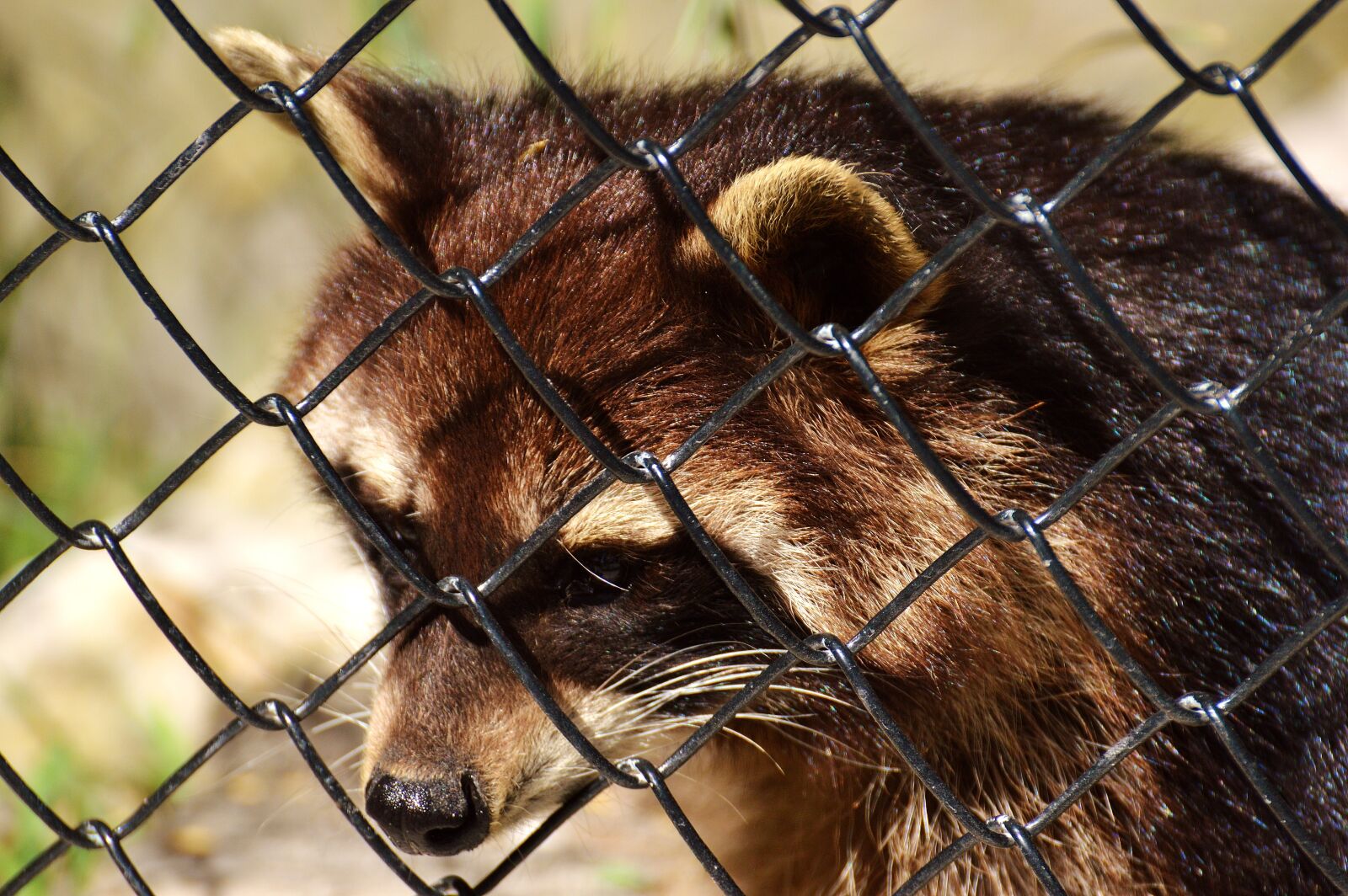 Nikon D3200 sample photo. Raccoon, wild animal, furry photography