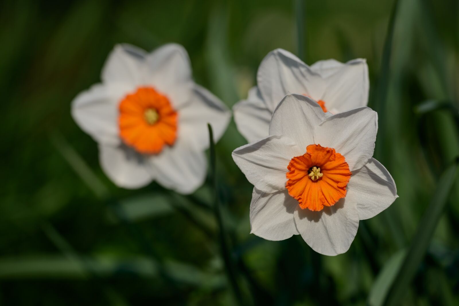 Nikon D800 sample photo. Daffodils, narcissus, daffodil photography