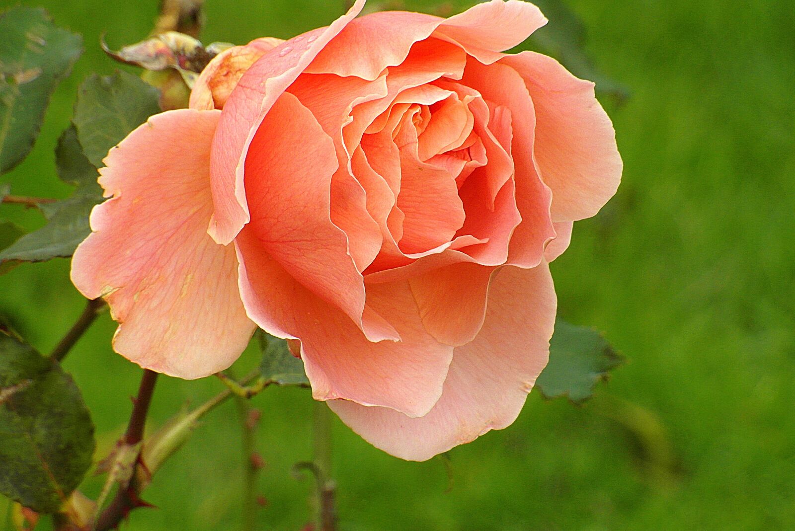 Samsung WB750 sample photo. Rose, flower, garden photography