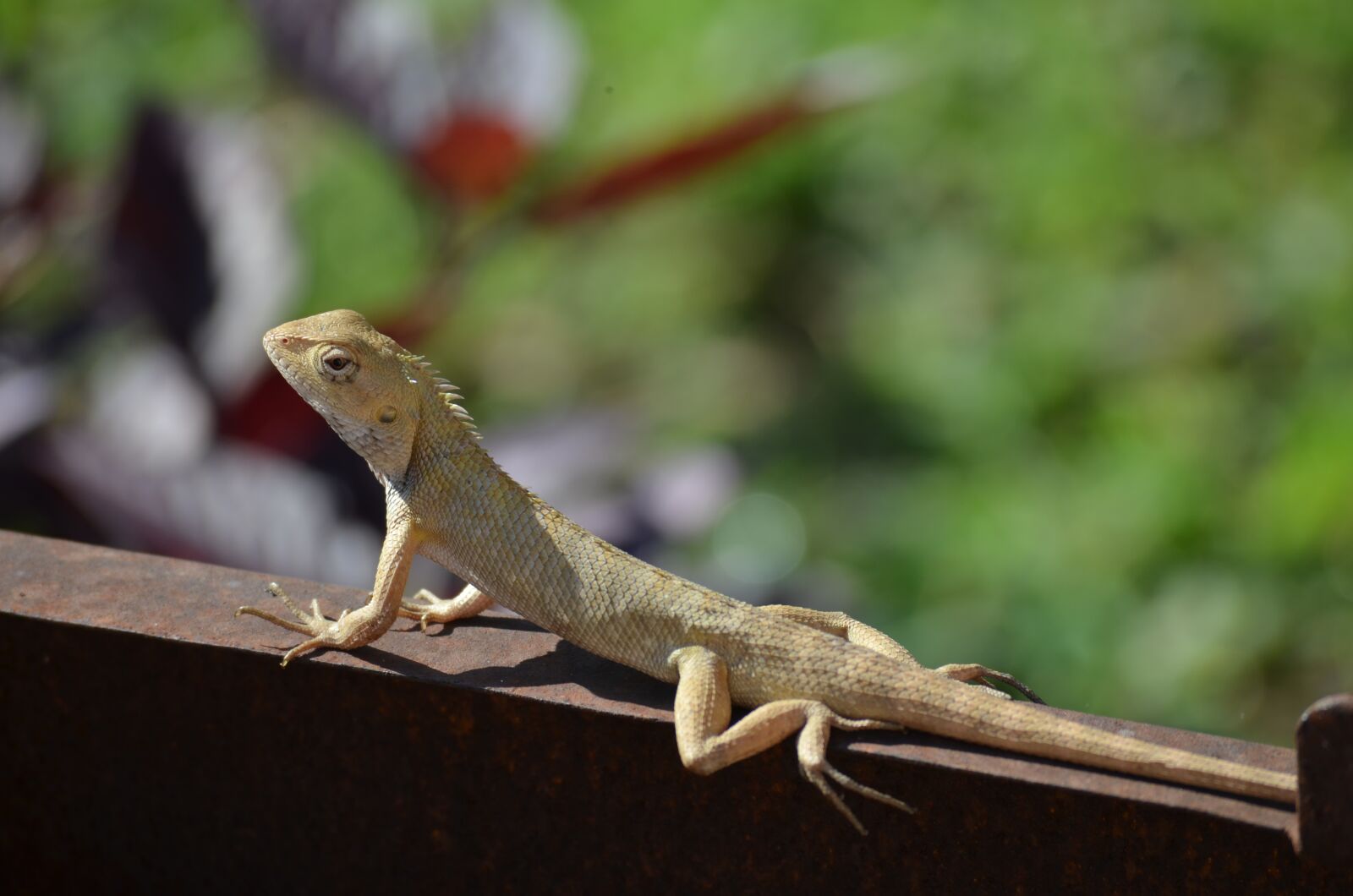 Nikon D5100 sample photo. Lizard, reptile, animal photography