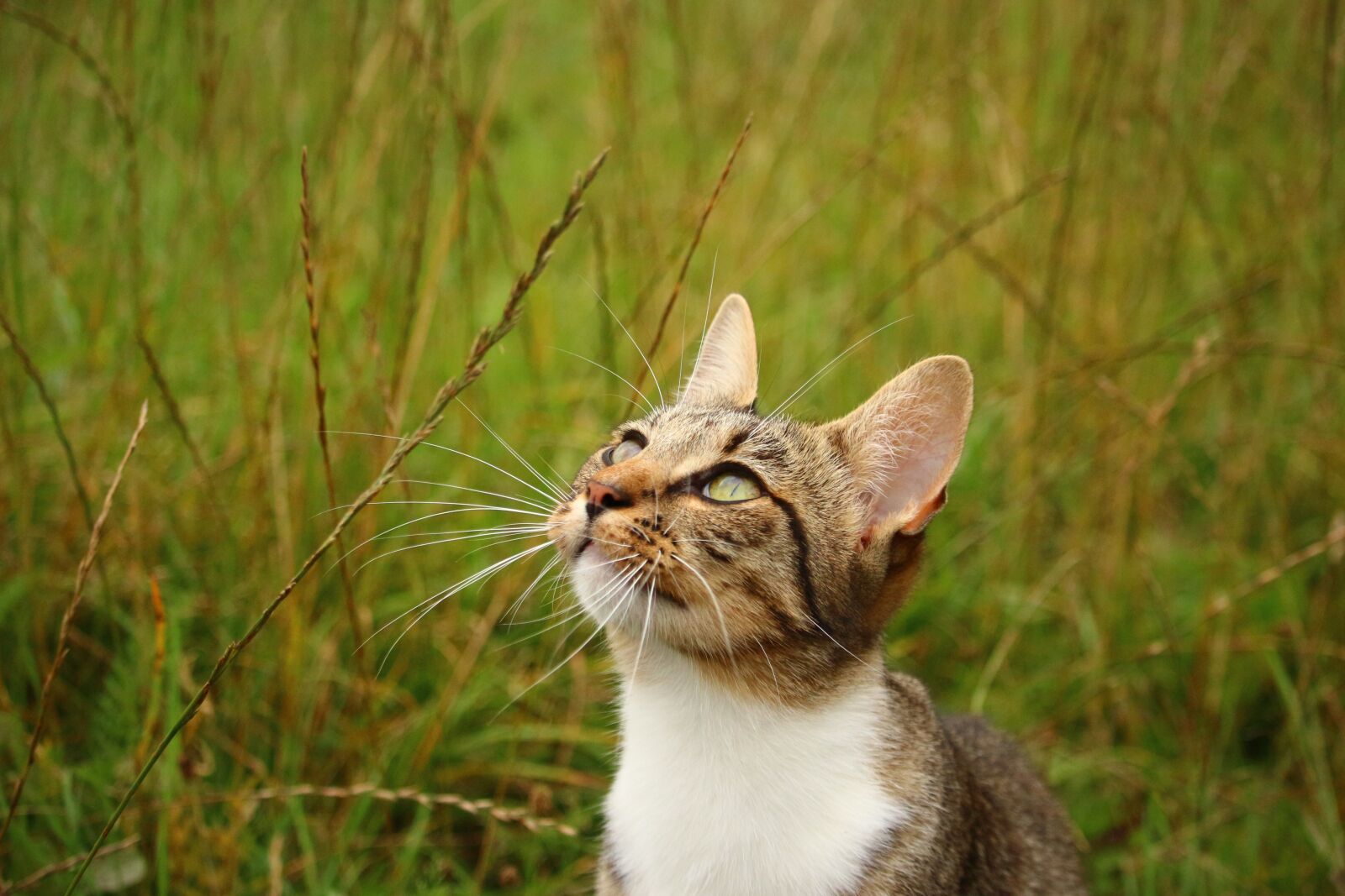 Canon EOS 100D (EOS Rebel SL1 / EOS Kiss X7) sample photo. Cat, kitten, mieze photography
