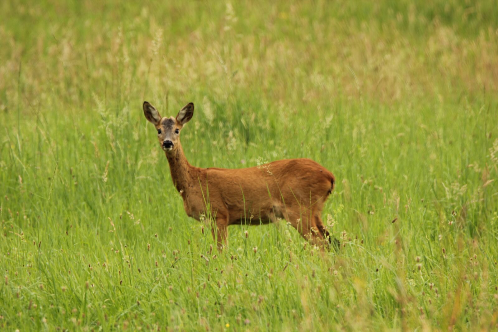 Canon EOS 550D (EOS Rebel T2i / EOS Kiss X4) sample photo. Roe deer, hirsch, hinds photography