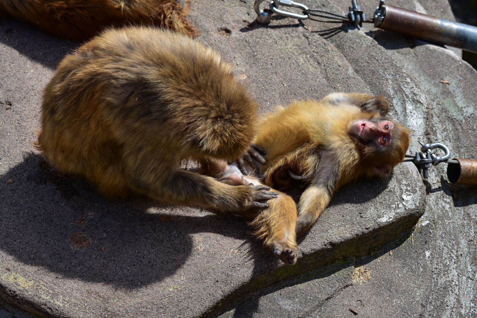 Nikon D7200 sample photo. Animal, monkey, snow monkey photography