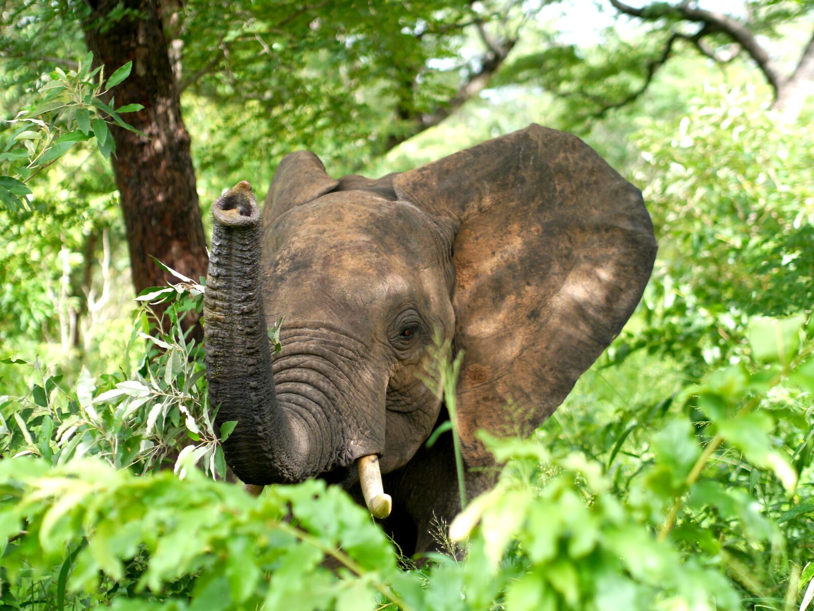 Panasonic Lumix DMC-G3 sample photo. Africa, elephant, chobe photography