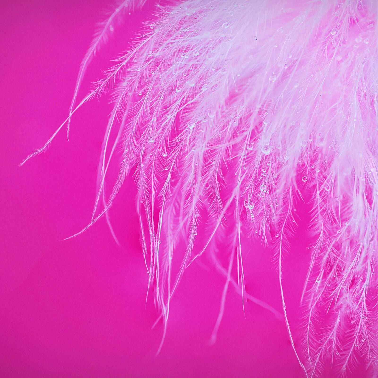 Canon EOS 5D Mark III sample photo. Macro, feather, water droplets photography