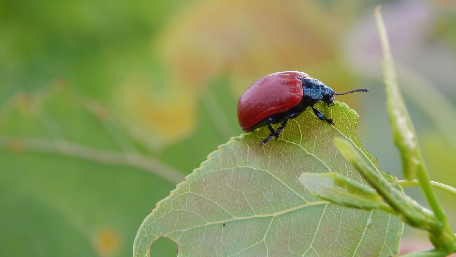 Nikon Coolpix L830 sample photo. Lina poplar, insect, animal photography