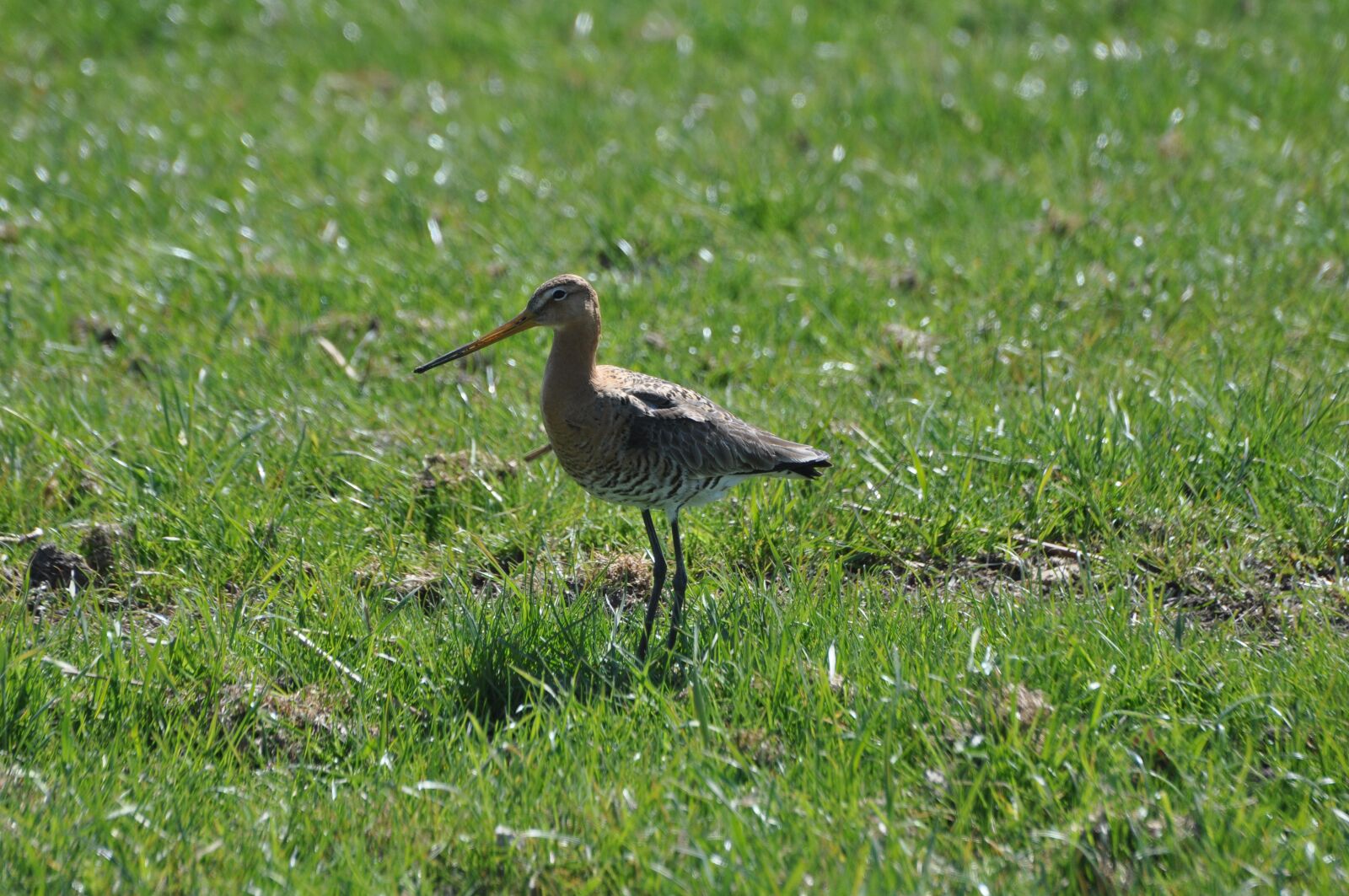 Nikon D90 sample photo. Shore snipe, meadow bird photography