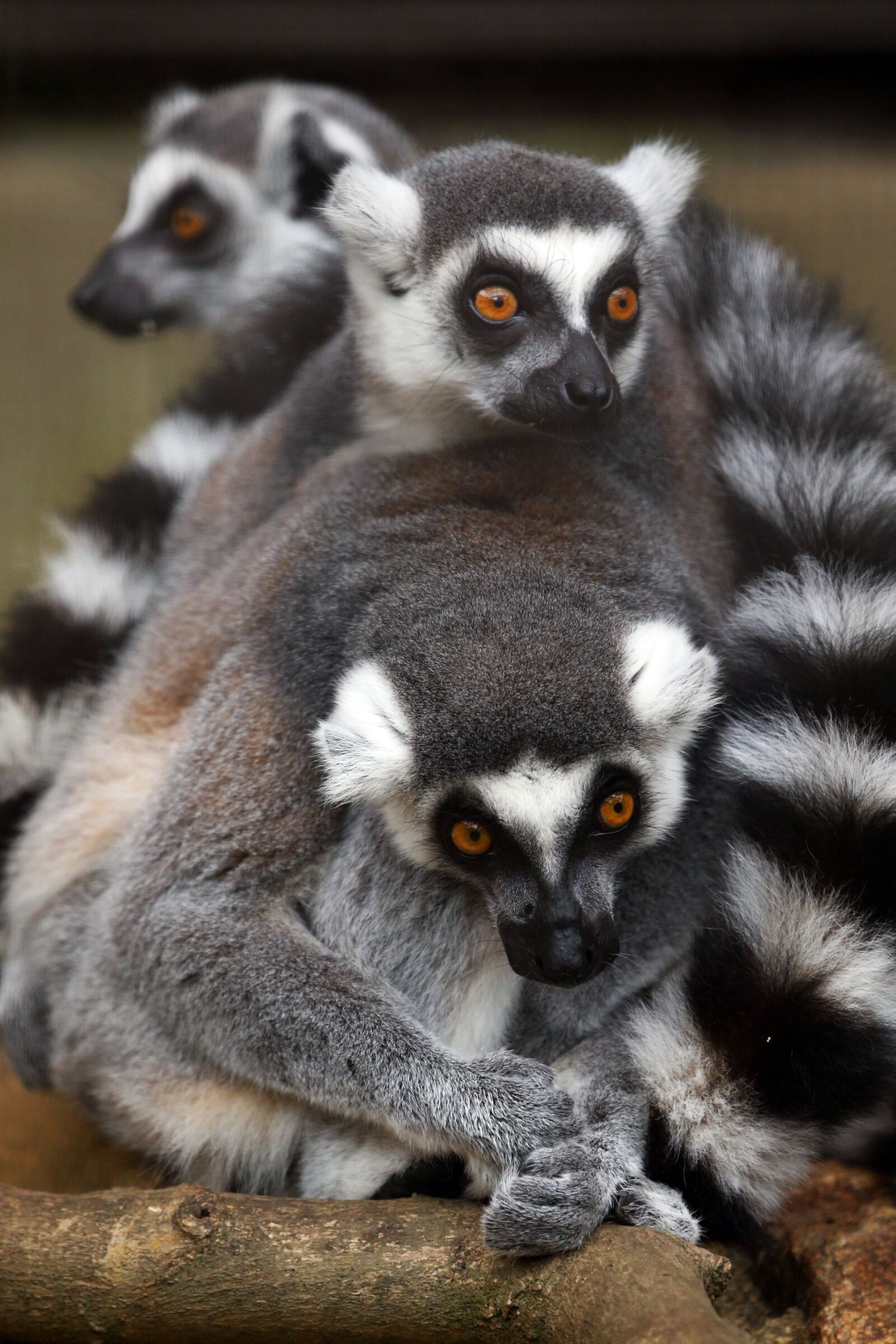 Canon EOS-1D X sample photo. Animal, lemur, wild animals photography