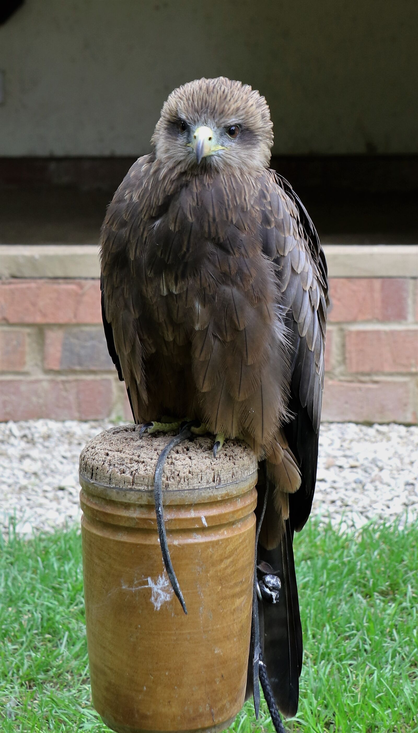 Canon EOS 7D Mark II sample photo. Yellow billed kite, bird photography